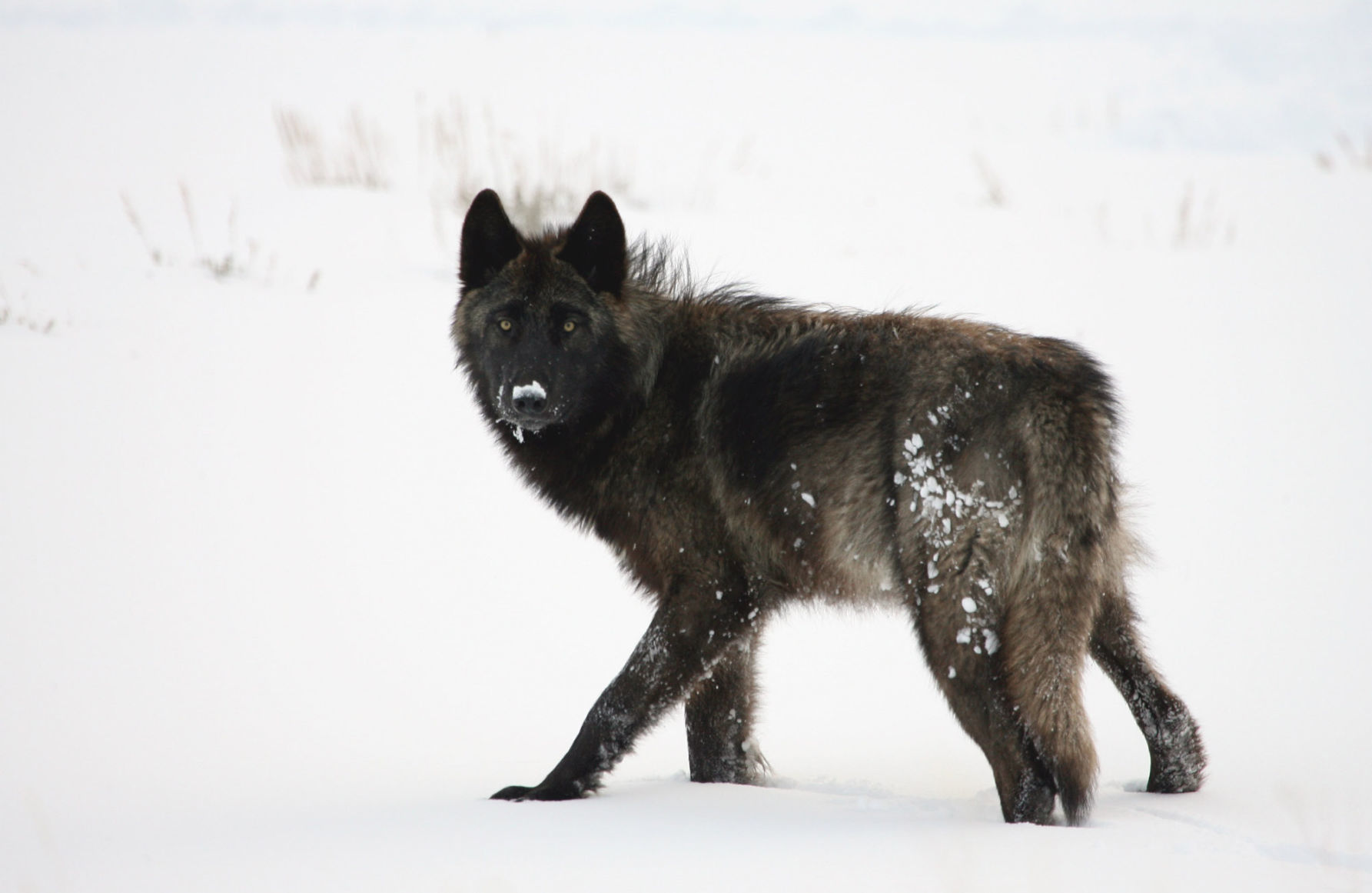 Black wolf